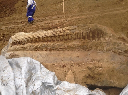 Phát hiện hóa thạch đuôi khủng long nguyên vẹn - 1