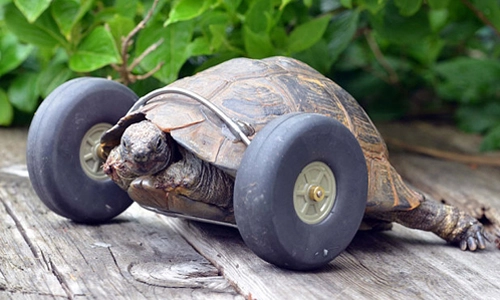 Rùa 90 tuổi được lắp bánh xe làm chân giả - 1