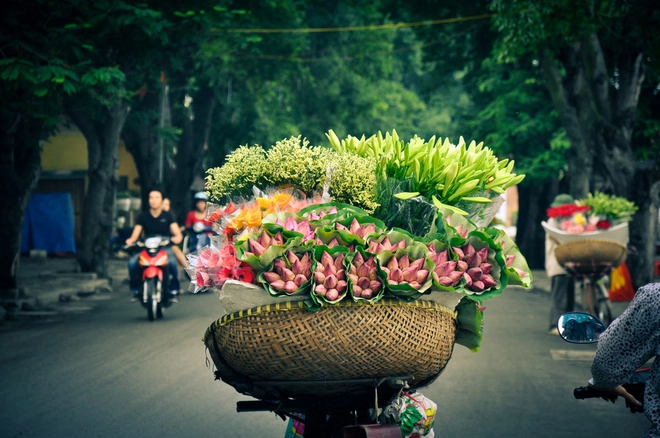 Rực sỡ sắc hoa trên đường phố hà nội - 1