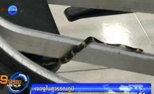 Sân bay bangkok xin lỗi vì rắn xuất hiện trên xe đẩy hành lý - 1