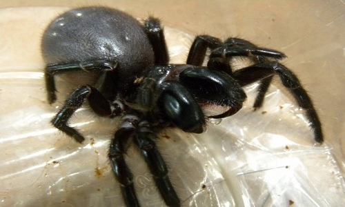 Sự thực về vết cắn của nhện góa phụ đen - 1