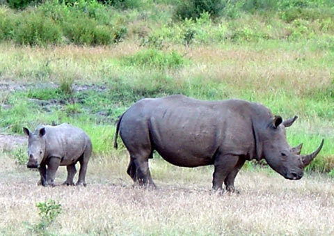Sừng tê giác được tiêm thuốc để chống săn trộm - 1