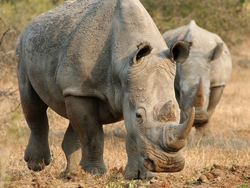 Tê giác có thể bị tuyệt chủng trong 6 năm nữa - 1