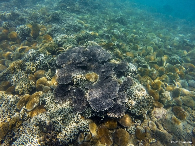 Thế giới san hô kỳ ảo dưới đáy vịnh vĩnh hy - 3