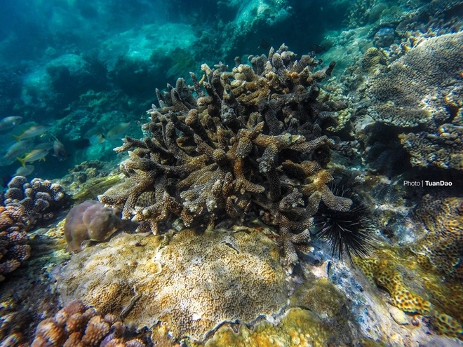 Thế giới san hô kỳ ảo dưới đáy vịnh vĩnh hy - 4