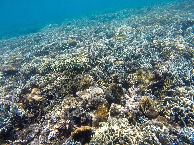 Thế giới san hô kỳ ảo dưới đáy vịnh vĩnh hy - 5