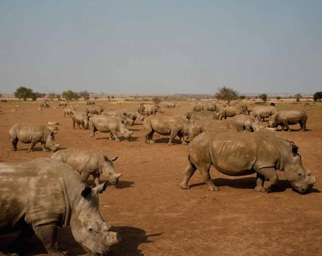 Trang trại nuôi tê giác lấy sừng lớn nhất thế giới - 1