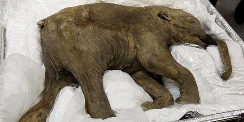 Trưng bày voi ma mút 42000 năm tuổi - 1