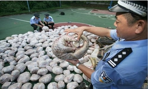 Trung quốc thu giữ hơn 11 tấn tê tê buôn lậu - 1