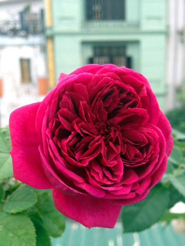 Vẻ đẹp khó cưỡng của các loại hoa hồng - 2