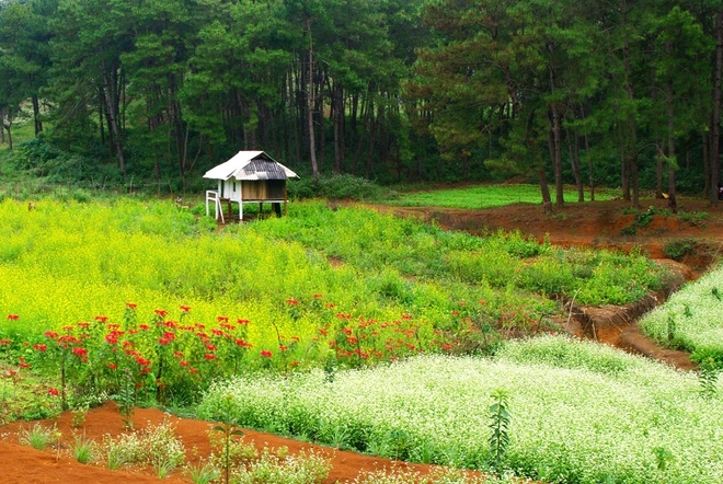 Vẻ đẹp mùa đông mộc châu - 1