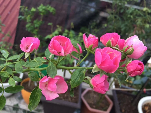 Vườn hoa hồng và phong lan đủ sắc màu - 1