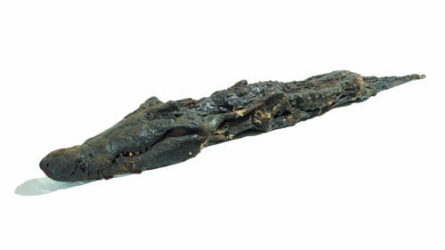 Xác ướp cá sấu thần sông nile 2500 năm - 1