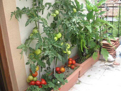 10 bí quyết trồng cà chua tại nhà mau lớn - 3