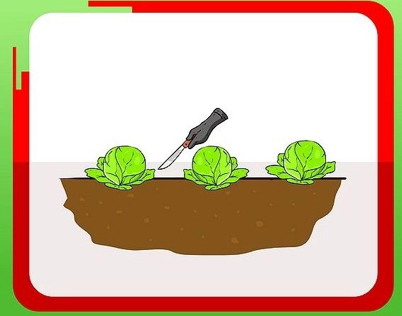 5 bước trồng bắp cải khó thành dễ - 5