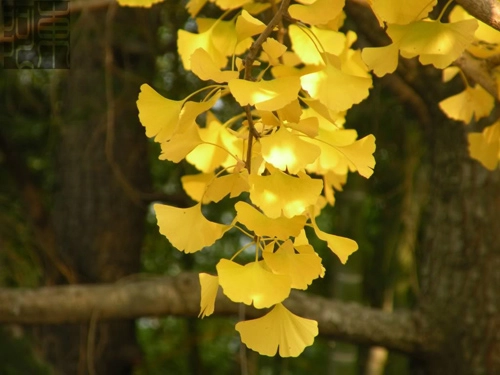 7 loài cây cầu an nên trồng - 2