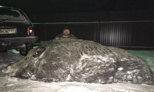Bắn lợn rừng hơn 500 kg thợ săn nga bị chỉ trích - 1