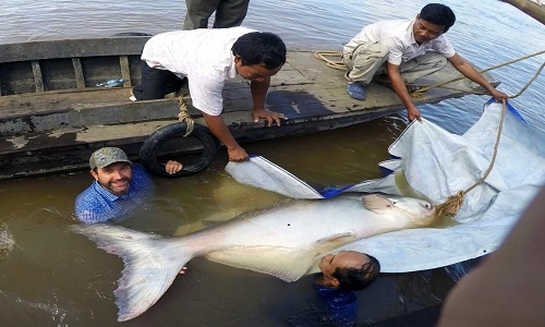 Cá da trơn khổng lồ quý hiếm trên sông mekong - 1