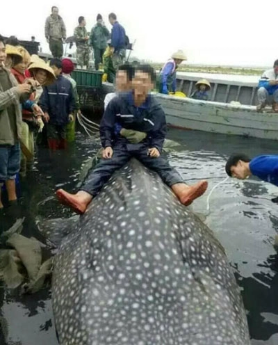 Ca mập hơn 1000 kg sa lưới ngư dân trung quốc - 1