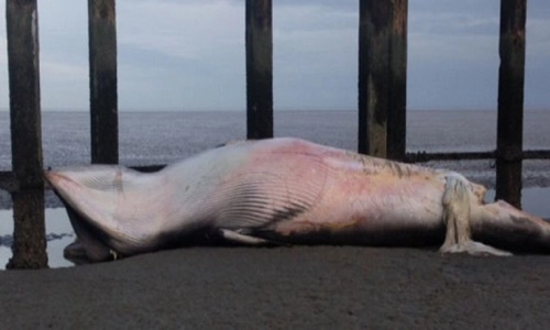 Cá voi 10 tấn chết vì bị tàu đâm gãy cột sống - 1