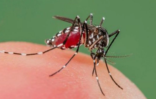 Cách đơn giản để nhà không có muỗi - 1