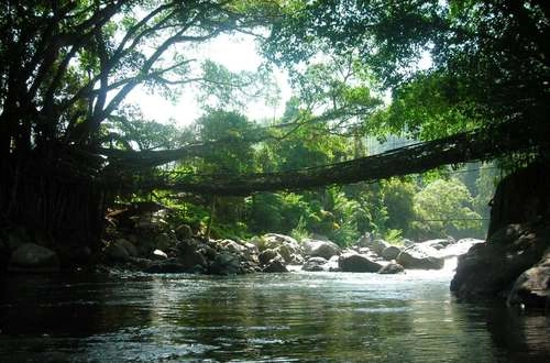 Cây cầu sống ở sông thiêng indonesia - 1