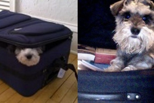 Chó trốn trong vali bay trót lọt từ hong kong qua nhật bản - 1
