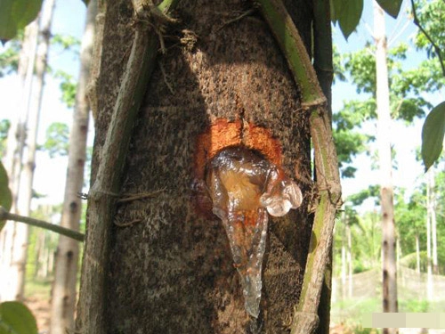 Choáng da siêu trắng sau 2 ngày nhờ mủ trôm - 1