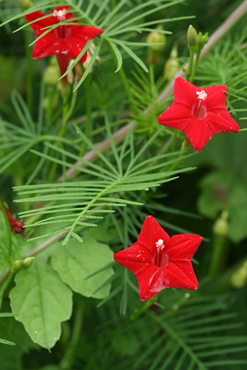 Chọn giàn hoa leo đẹp cho nhà phố - 7