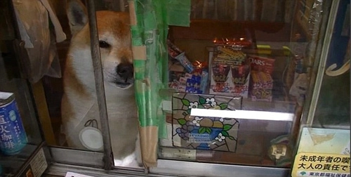 Chú chó biết bán hàng ở tokyo - 1