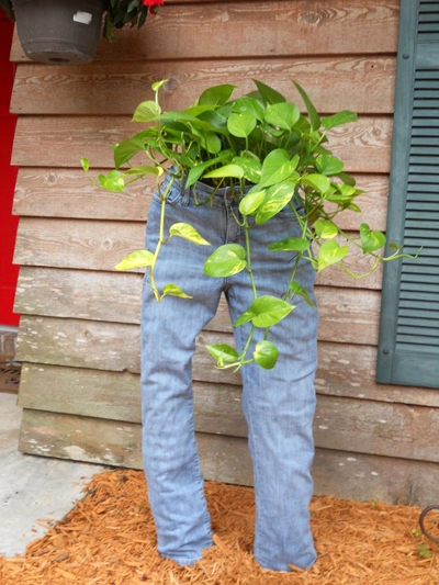 Chủ nhà tinh nghịch trồng cây trong quần bò - 8