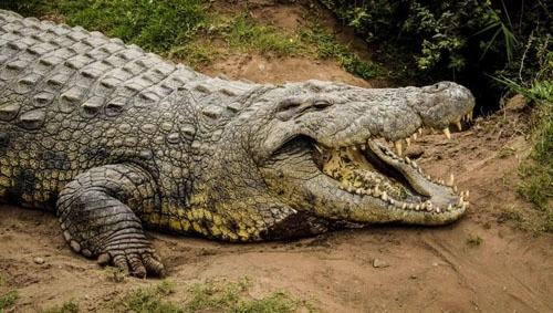 Con cá sấu sống lâu nhất thế giới - 1