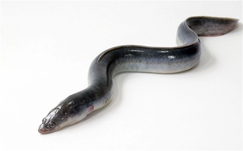 Con lươn già nhất thế giới chết ở tuổi 155 - 1