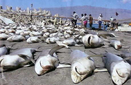 Con người giết khoảng 100 triệu cá mập mỗi năm - 1