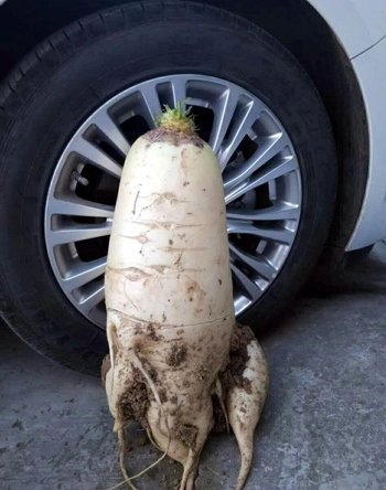 Củ cải trắng to gần bằng lốp ôtô - 1