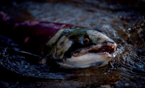 Cuộc di cư ngoạn mục của cá hồi đỏ ở canada - 2