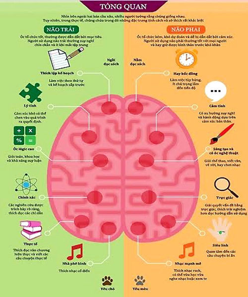 Dạy trẻ cách học bằng 2 bán cầu não để thông minh hơn - 1