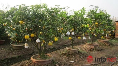 Độc đáo vườn cây 9 loại quả bạc tỷ của lão nông hà nội - 1