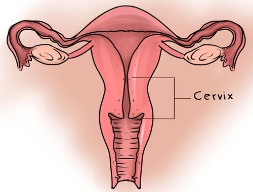 Dù chưa từng nhìn thấy cổ tử cung nhưng đây là 10 điều bạn cần biết - 1