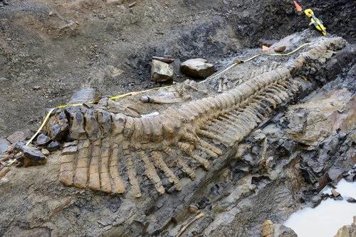 Đuôi khủng long khổng lồ 72 triệu năm - 1