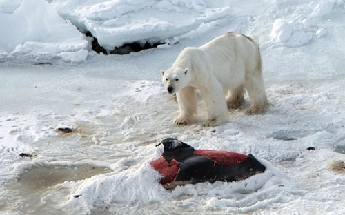 Gấu bắc cực ăn thịt cá heo do biến đổi khí hậu - 1