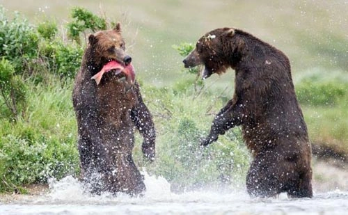 Gấu nâu chiến đấu để giành mồi - 1