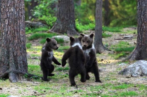 Gấu nâu nhảy múa trong rừng - 1