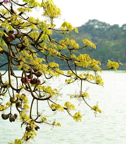 Hồ gươm nên thơ mùa hoa mõ nở - 1