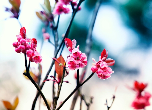 Hoa đào chuông ngân giai điệu mùa xuân - 1