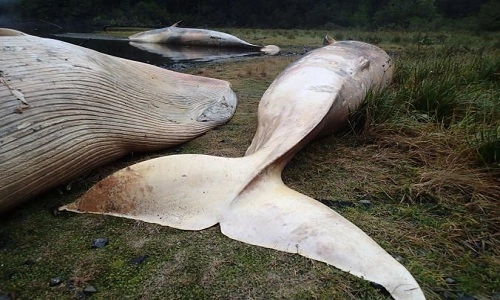 Hơn 300 con cá voi chết tập thể ở bờ biển chile - 1
