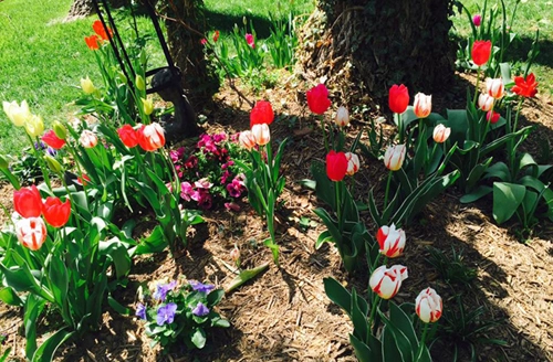 Khu vườn anh đào tulip của bằng lăng - 3