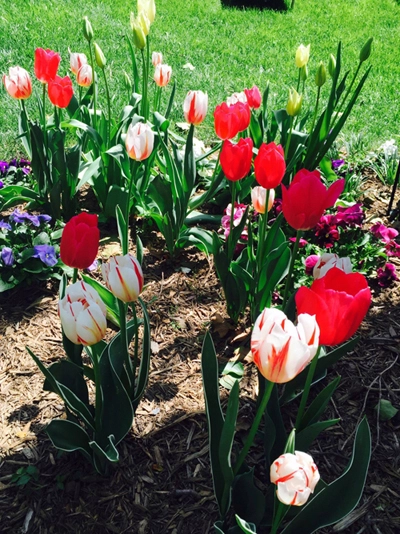 Khu vườn anh đào tulip của bằng lăng - 4