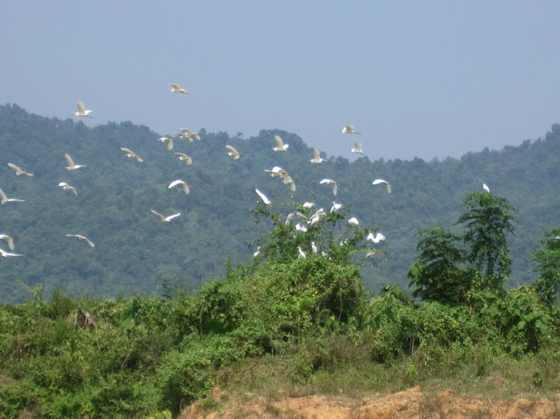 Kinh nghiệm du lịch rừng cúc phương - 7