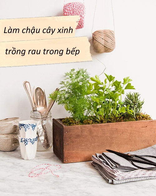 Làm chậu cây xinh trồng rau trong bếp - 1